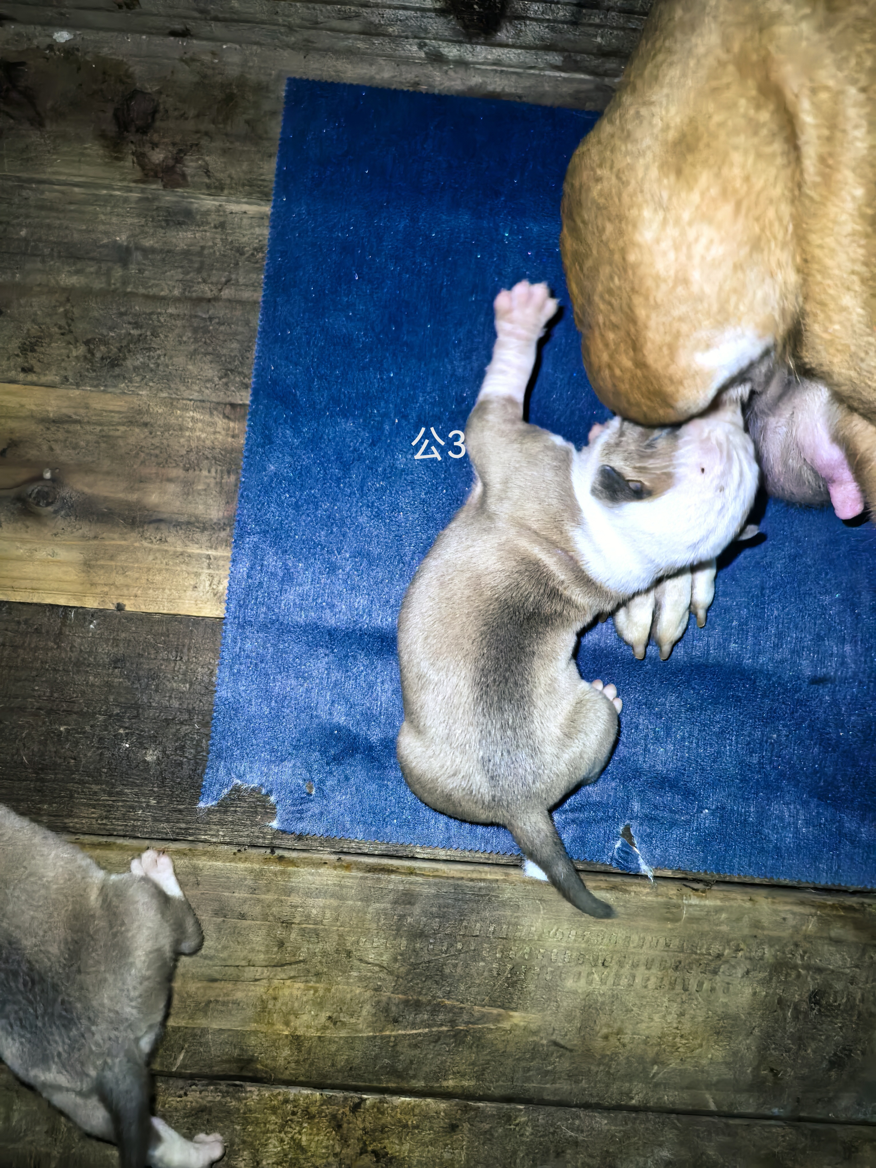 斯塔福幼犬